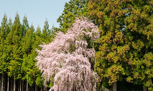 春の画像1