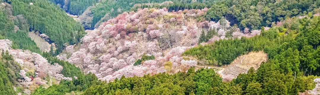 春の画像3