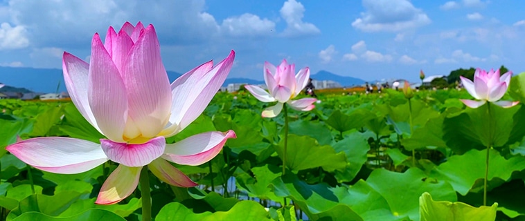 夏の画像4